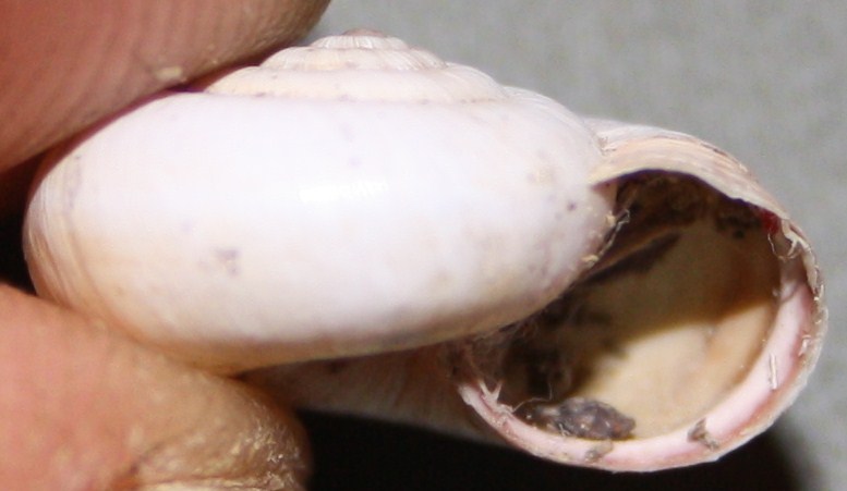 Monacha cartusiana e Cernuella cf. neglecta